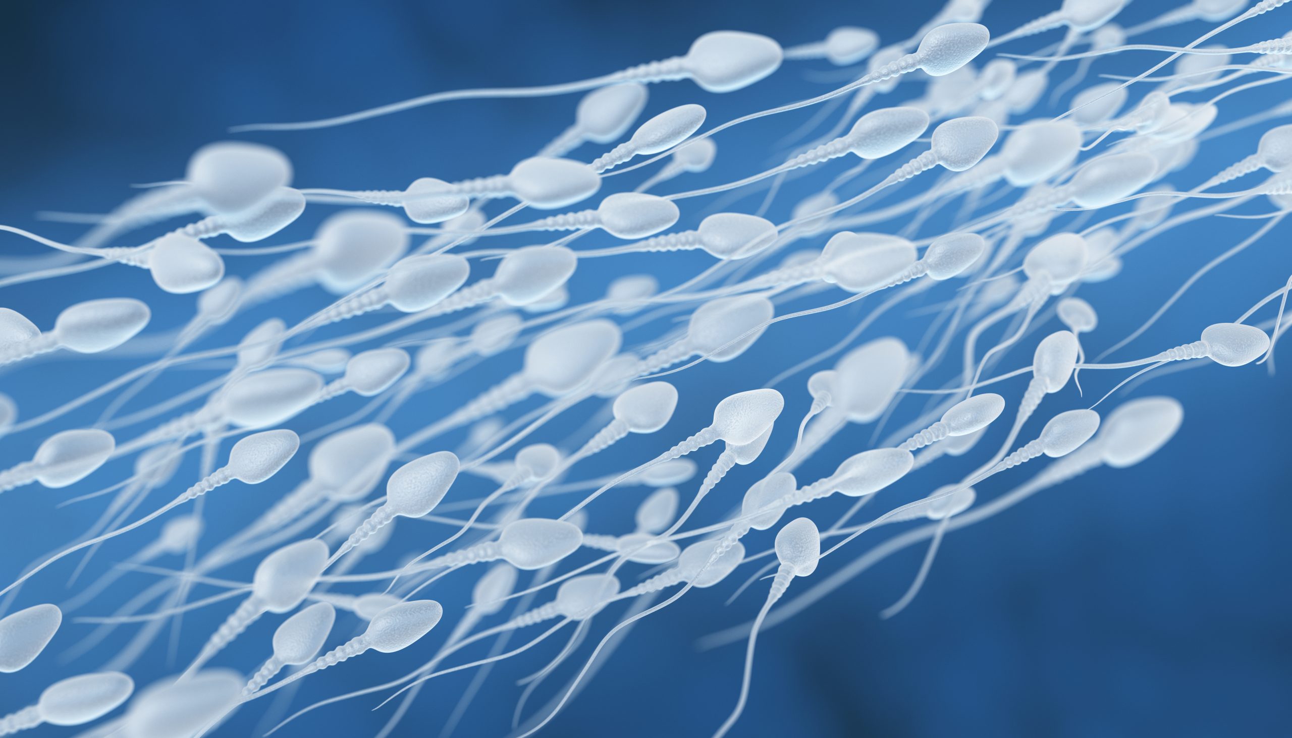 Sperm cells flowing
